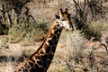 Giraffe3.jpg