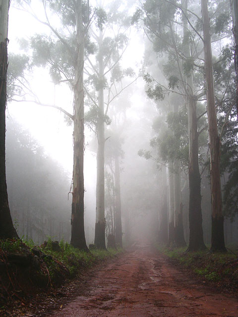 Magoebaskloof.jpg