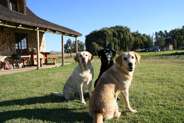 Trio-of-Loyalty.jpg
