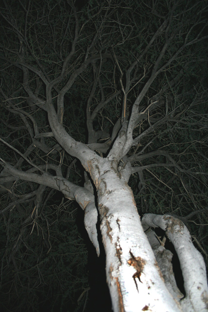 Night-Tree.jpg
