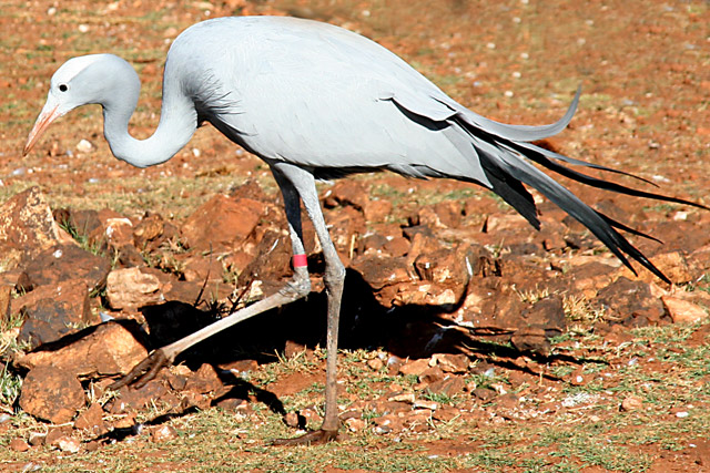 Blue-Crane.jpg