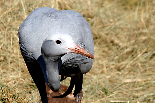 Blue-Crane2.jpg