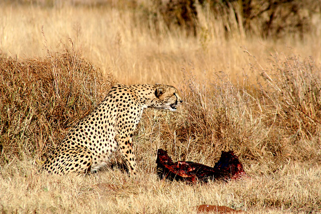 Cheetah1.jpg