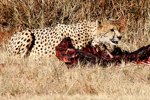Cheetah2.jpg
