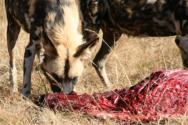 Wild-Dogs3.jpg