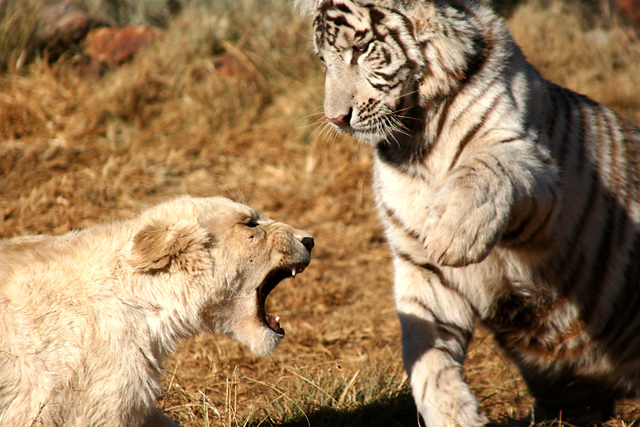 White-Lion-and-Tiger.jpg