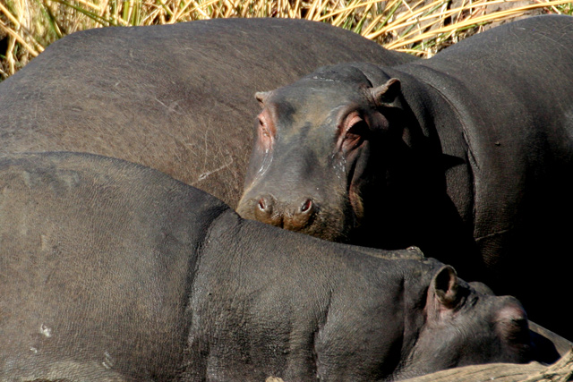 hippos.jpg