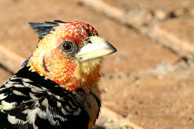 Crested Barbet.jpg
