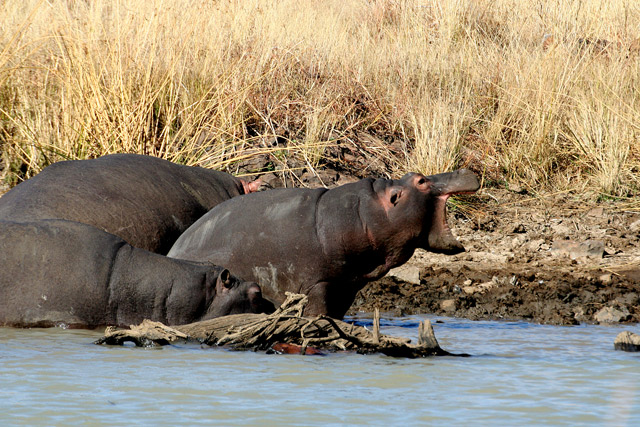 Hippo3.jpg