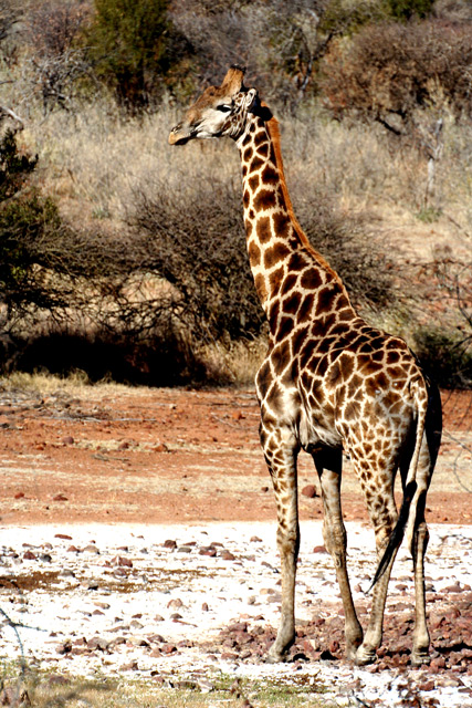 Giraffe1.jpg