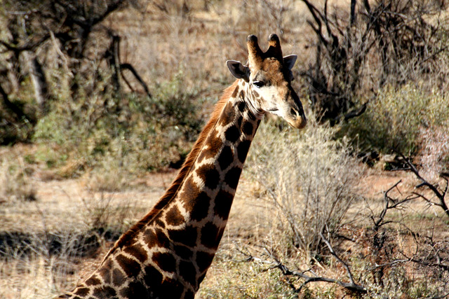 Giraffe3.jpg