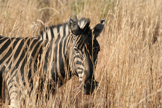 Zebra.jpg