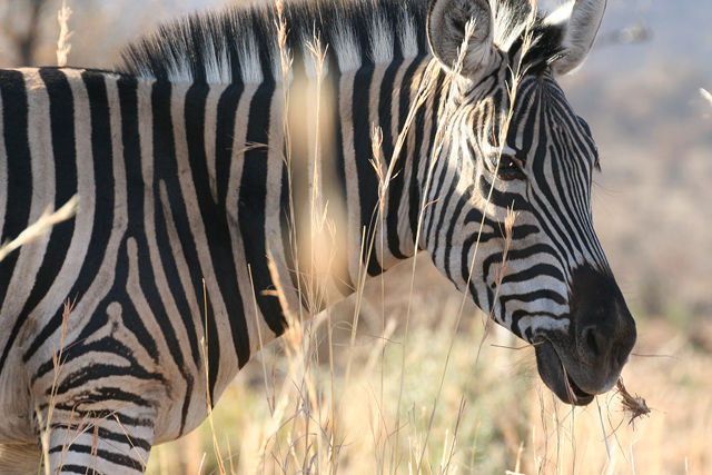 Zebra2.jpg