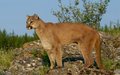 Cougar 5.jpg