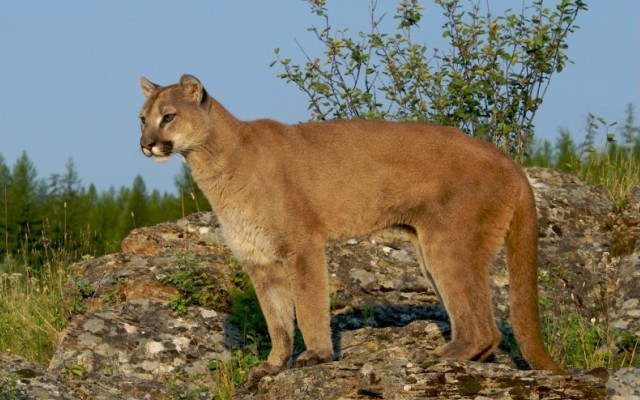 Cougar 5.jpg