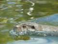 swimming grace.jpg