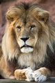 Simba the Lion