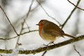 Robin in the Snow