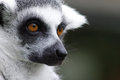 Ringtail Lima