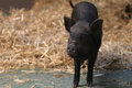 Piggy