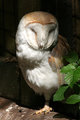 Owl2