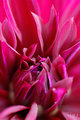Pink Flower