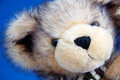 Teddy