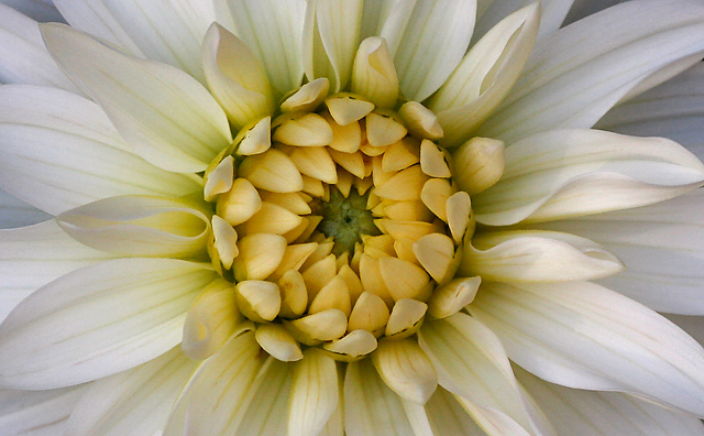 Central Flower