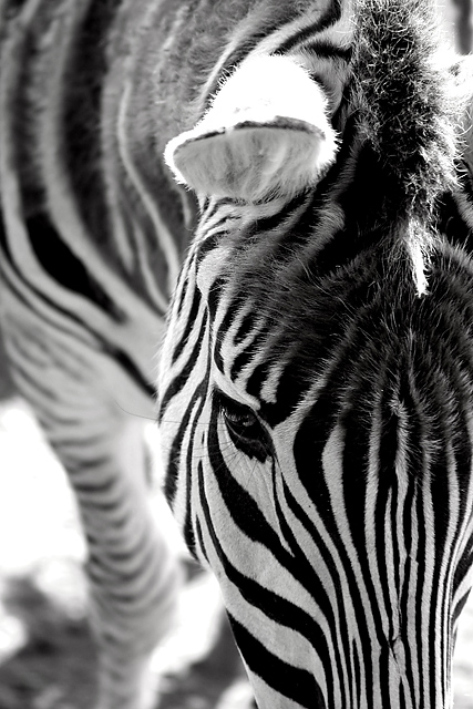 Zebra
