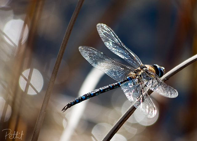 Dragonfly1