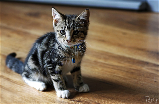Kitten