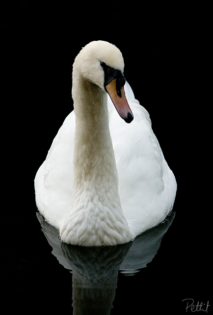 Swan 