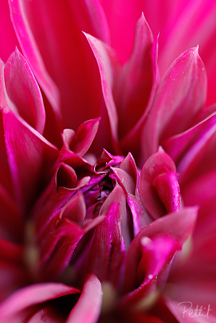 Pink Flower
