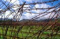 In the Vines