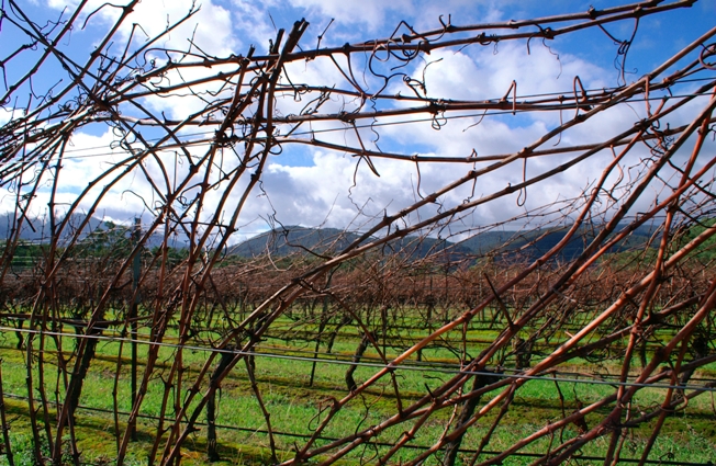 In the Vines