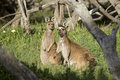 Pair