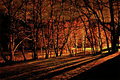Bonfire Shadows