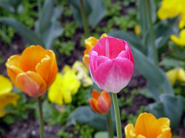 Oslo Tulip