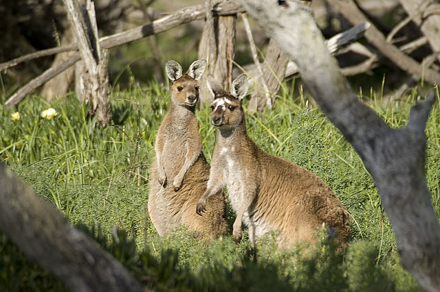 Pair