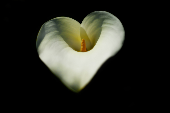 Calla-Heart.jpg
