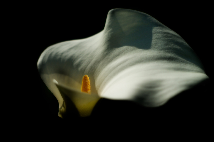 Calla3.jpg