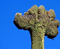 crested saguaro