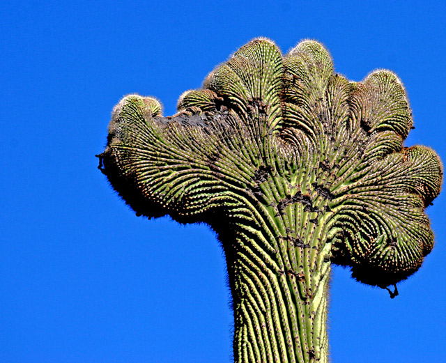 crested saguaro