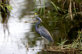 Tri colored heron.jpg