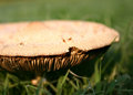 shroom.jpg