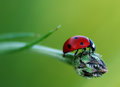 My-Ladybug-4.jpg