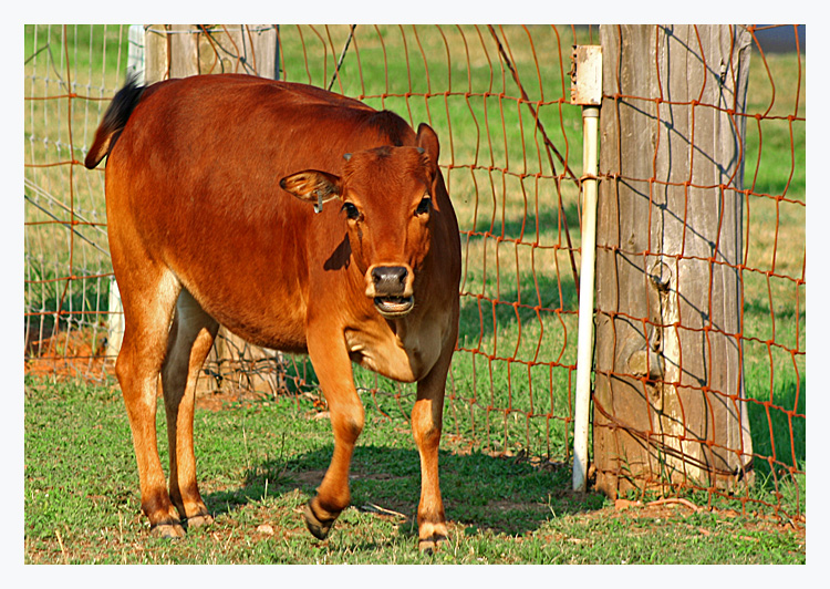 Bessie.jpg