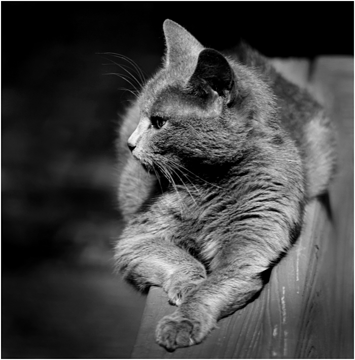 Portrait of Peanut