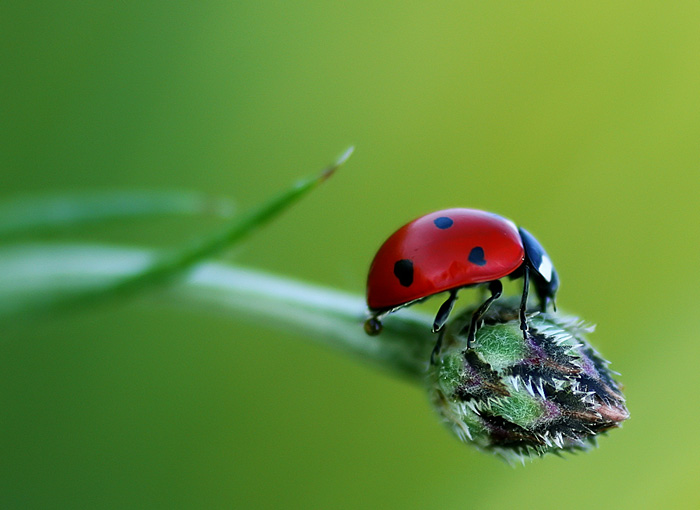 My-Ladybug-4.jpg
