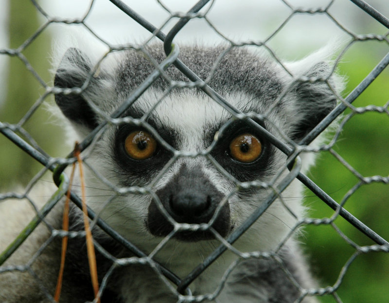 Caged